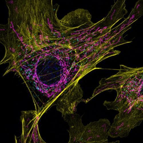 Mammalian Cell