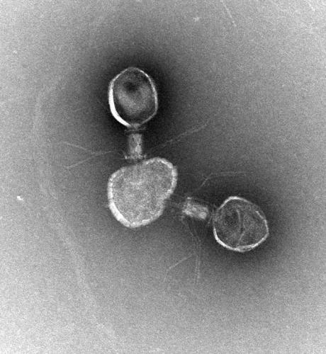 T4 Bacteriophage